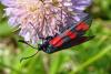 Zygaena filipendulae